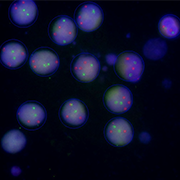 نرم افزار FISH - تصویر 3